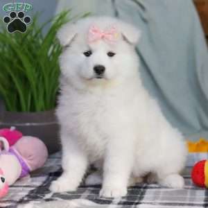 Remi, Samoyed Puppy